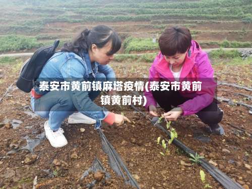 泰安市黄前镇麻塔疫情(泰安市黄前镇黄前村)