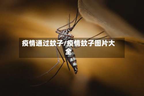 疫情通过蚊子/疫情蚊子图片大全-第2张图片