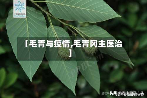【毛青与疫情,毛青冈主医治】