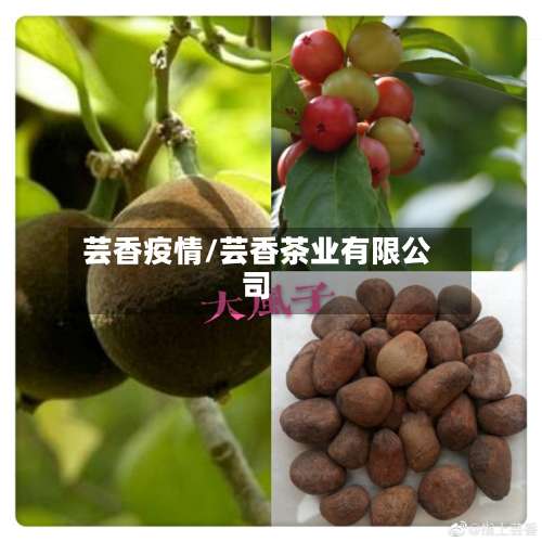 芸香疫情/芸香茶业有限公司-第2张图片