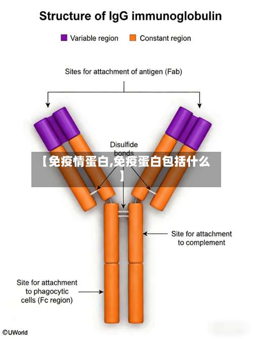 【免疫情蛋白,免疫蛋白包括什么】-第2张图片