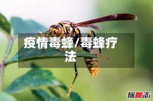 疫情毒蜂/毒蜂疗法