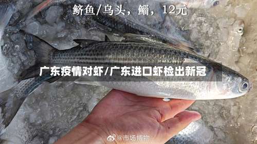 广东疫情对虾/广东进口虾检出新冠-第2张图片
