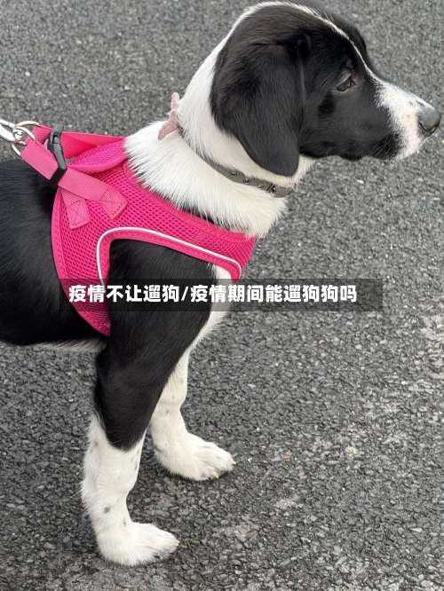 疫情不让遛狗/疫情期间能遛狗狗吗