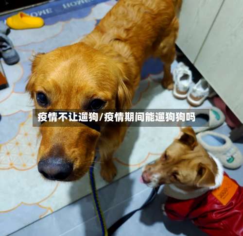 疫情不让遛狗/疫情期间能遛狗狗吗-第2张图片