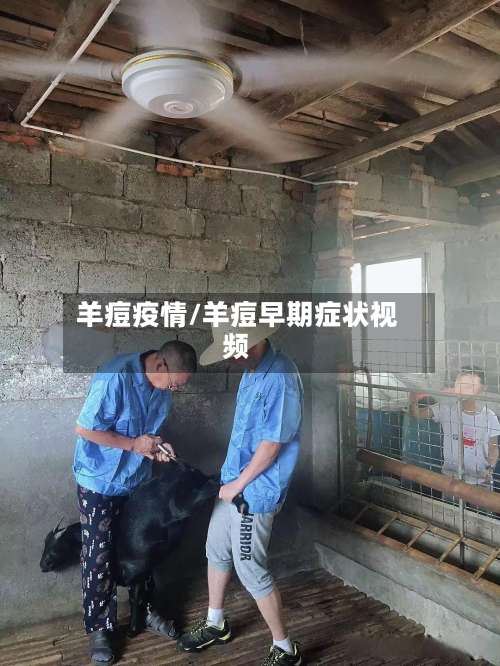 羊痘疫情/羊痘早期症状视频-第2张图片