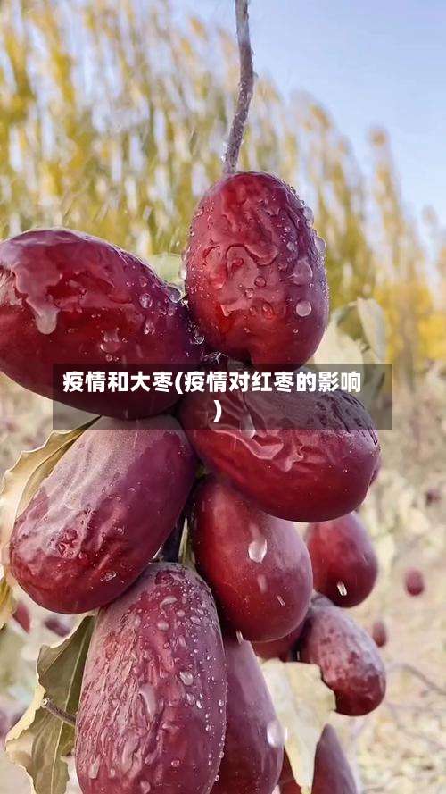 疫情和大枣(疫情对红枣的影响)