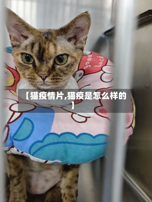 【猫疫情片,猫疫是怎么样的】-第3张图片