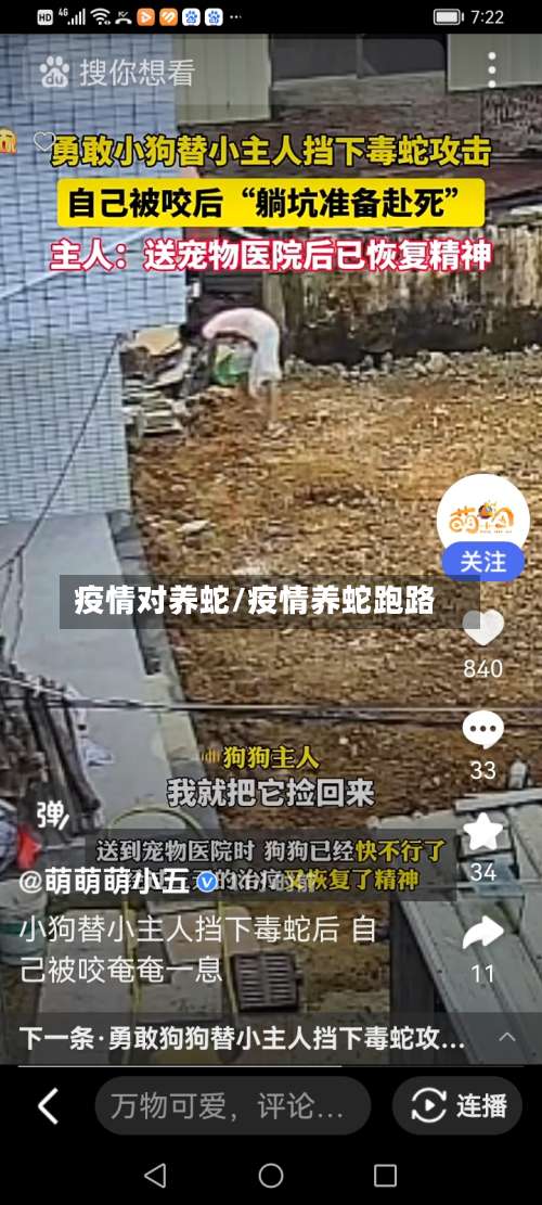疫情对养蛇/疫情养蛇跑路-第3张图片
