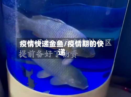 疫情快递金鱼/疫情期的快递-第3张图片