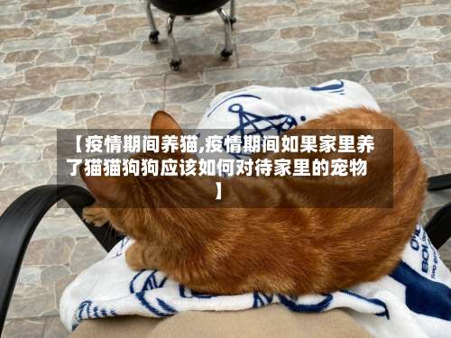 【疫情期间养猫,疫情期间如果家里养了猫猫狗狗应该如何对待家里的宠物】