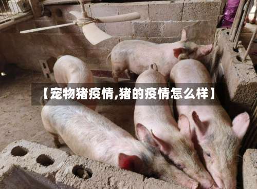 【宠物猪疫情,猪的疫情怎么样】