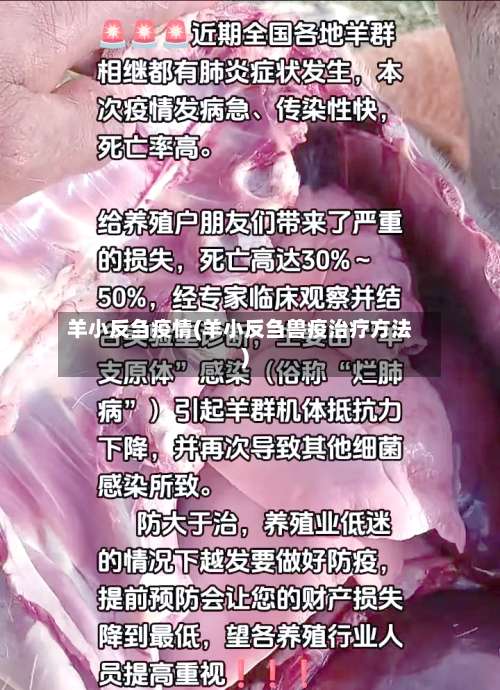 羊小反刍疫情(羊小反刍兽疫治疗方法)