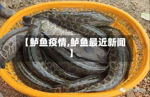 【鲈鱼疫情,鲈鱼最近新闻】-第3张图片