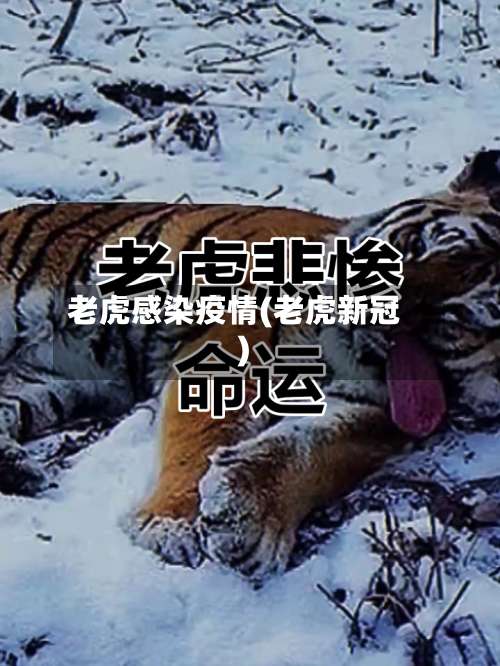 老虎感染疫情(老虎新冠)-第2张图片