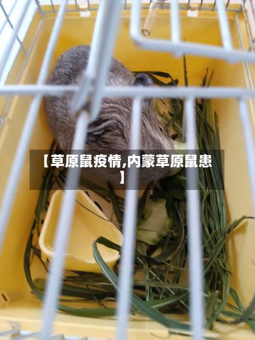 【草原鼠疫情,内蒙草原鼠患】