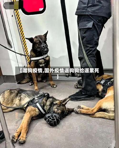 【溜狗疫情,国外疫情遛狗狗给遛累死】