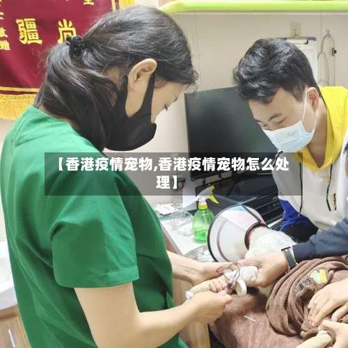 【香港疫情宠物,香港疫情宠物怎么处理】-第3张图片