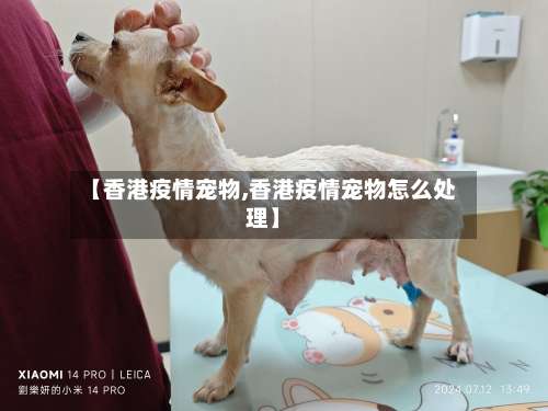 【香港疫情宠物,香港疫情宠物怎么处理】