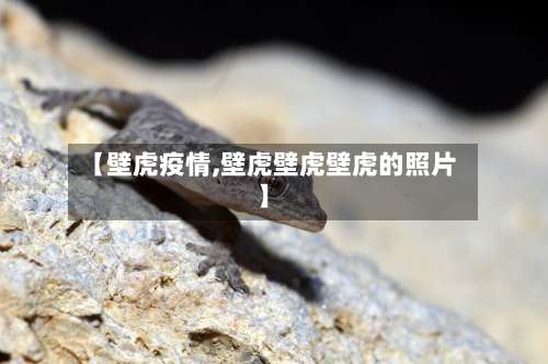 【壁虎疫情,壁虎壁虎壁虎的照片】-第2张图片