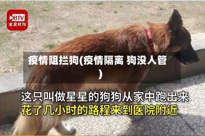 疫情阻拦狗(疫情隔离 狗没人管)-第3张图片
