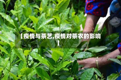 【疫情与茶艺,疫情对茶农的影响】