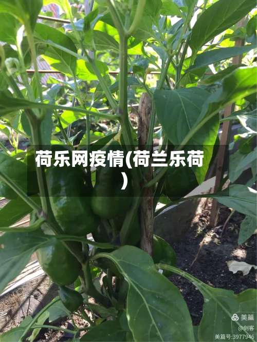 荷乐网疫情(荷兰乐荷)