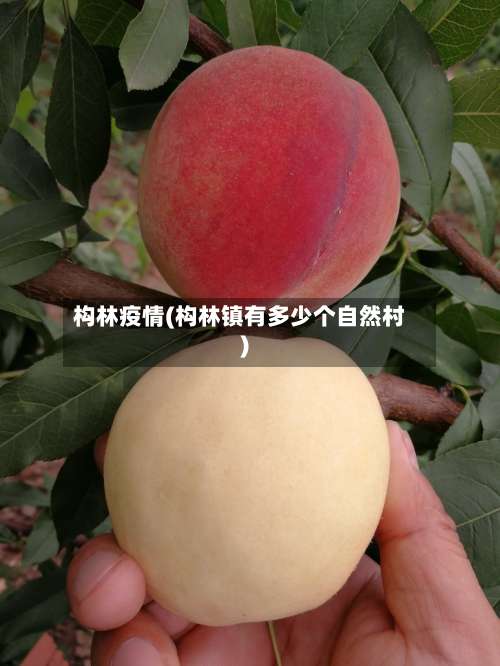 构林疫情(构林镇有多少个自然村)